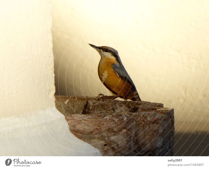 consecrated birdbath... Church Wall (barrier) Wall (building) Animal Bird Eurasian nuthatch 1 Illuminate Sit Drinking Esthetic Beautiful Loneliness Contentment