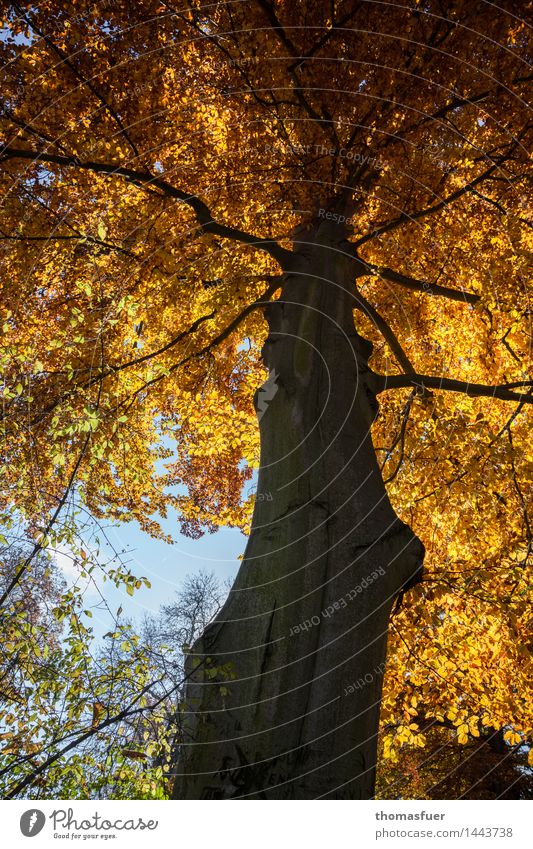 autumn, tree, golden leaves Vacation & Travel Trip Forestry Nature Animal Sky Sun Autumn Beautiful weather Tree Park Old Esthetic Firm Large Tall Blue Brown