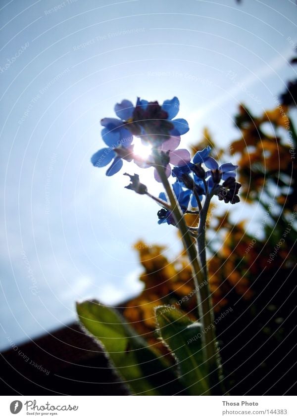 blue flower Flower Sun Nature Green Blue Beautiful Life Air Image (representation) Grass Deities Sky Light Bright Lamp Lighting Spring God