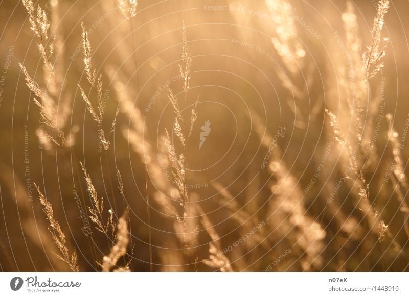 Grasses against the light Well-being Relaxation Calm Nature Plant Sunlight Summer Beautiful weather Wild plant Breathe Fragrance Fitness To enjoy Authentic