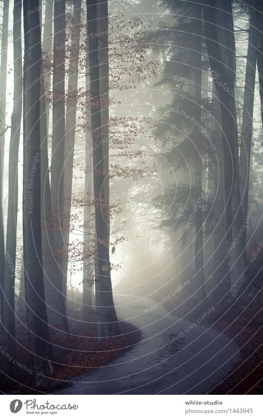 into the light Fog Dark Heaven Street Misty atmosphere Shroud of fog Risk Forest Colour photo