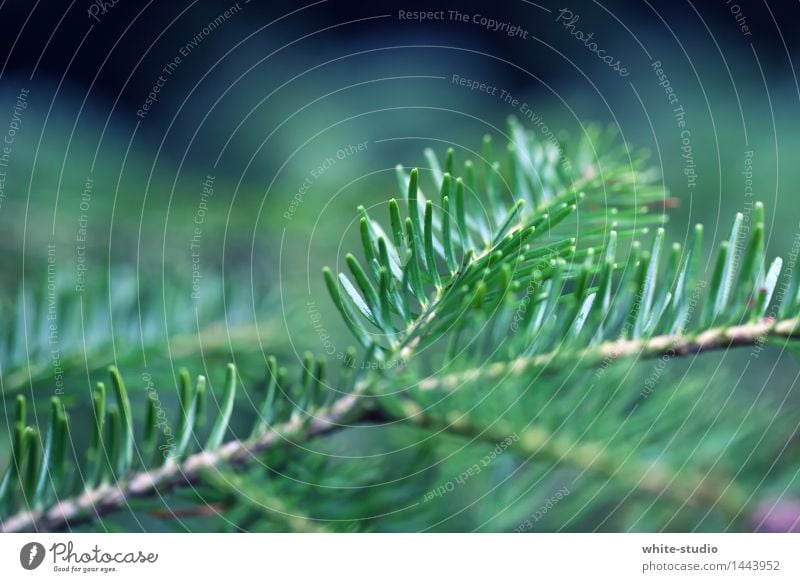 Christmas branch Fir branch Green Christmas & Advent Depth of field Anti-Christmas Twigs and branches Coniferous trees Fir needle Spruce Colour photo