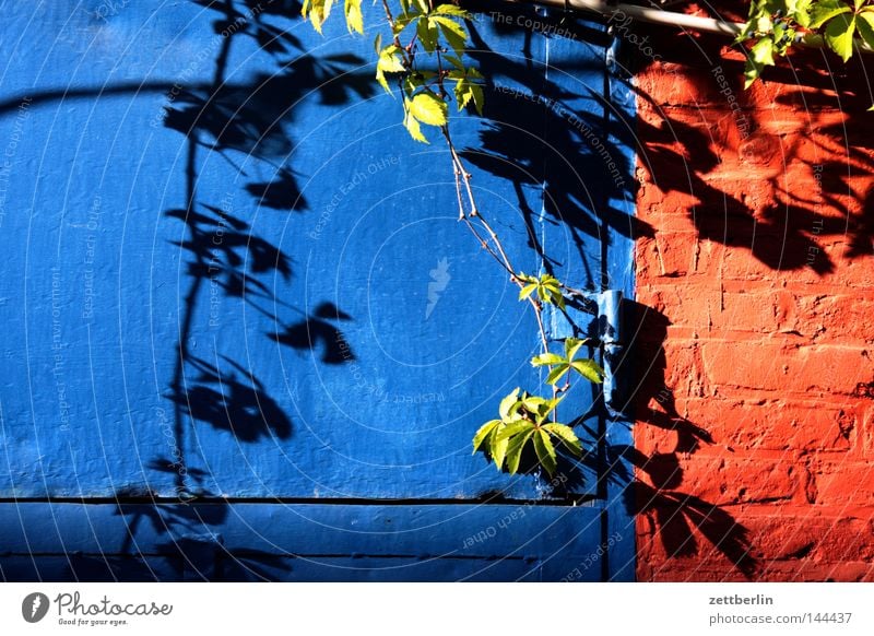 Backyard in Kreuzberg Door Gate Closed Iron Blue Wall (barrier) Plant Foliage plant Tendril Creeper Shadow Light Sun Sunday Detail Summer