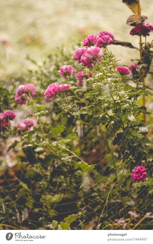 snow flowers Nature Plant Flower Leaf Blossom Flowering plant Garden Blossoming Beautiful Green Pink Happy Happiness Contentment Spring fever Life