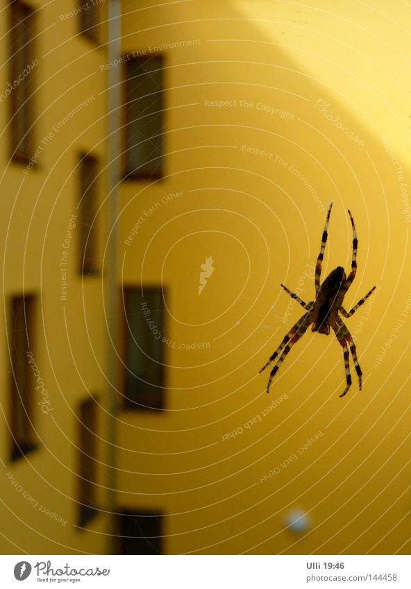 In ambush. House (Residential Structure) Animal Facade Balcony Window Spider 1 Net Observe Wait Threat Astute Speed Yellow Watchfulness Patient Calm Endurance