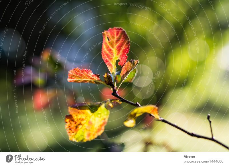 A last glow Plant Autumn Beautiful weather Tree Leaf Twig Autumn leaves Garden Forest Glittering Illuminate Natural Positive Blue Multicoloured Gold Green Red