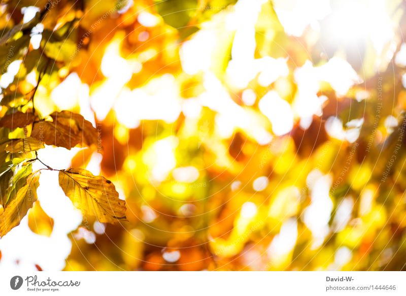 GoldYellow Art Work of art Environment Nature Landscape Plant Air Sun Sunrise Sunset Sunlight Autumn Winter Climate Weather Beautiful weather Tree Leaf Forest