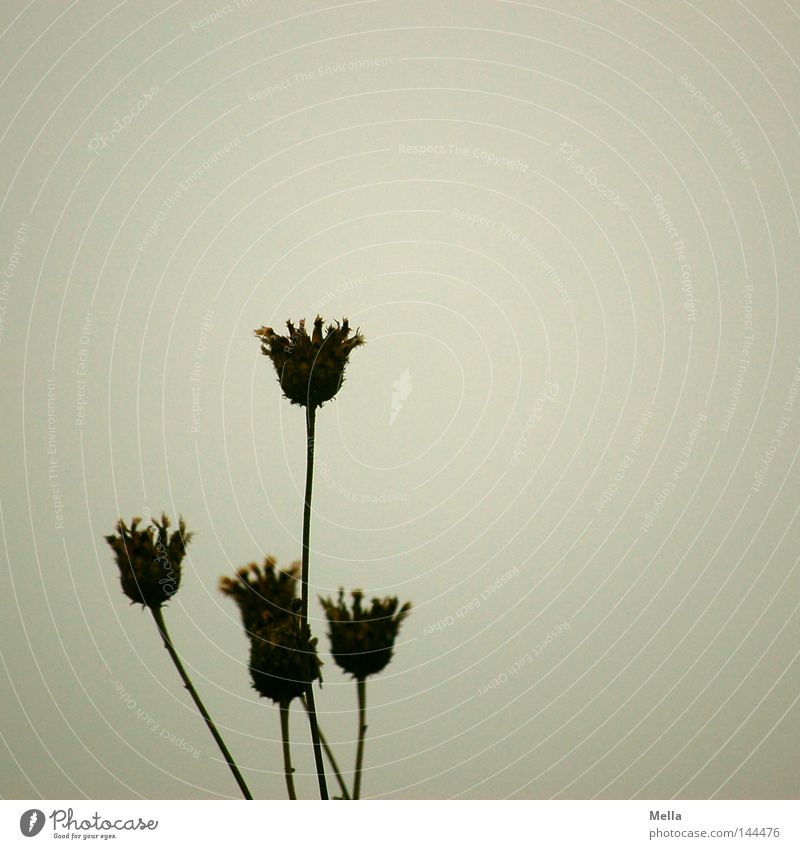 Still Environment Nature Plant Autumn Flower Blossom Faded To dry up Natural Gloomy Dry Gray Calm Transience Shriveled Dreary Colour photo Subdued colour