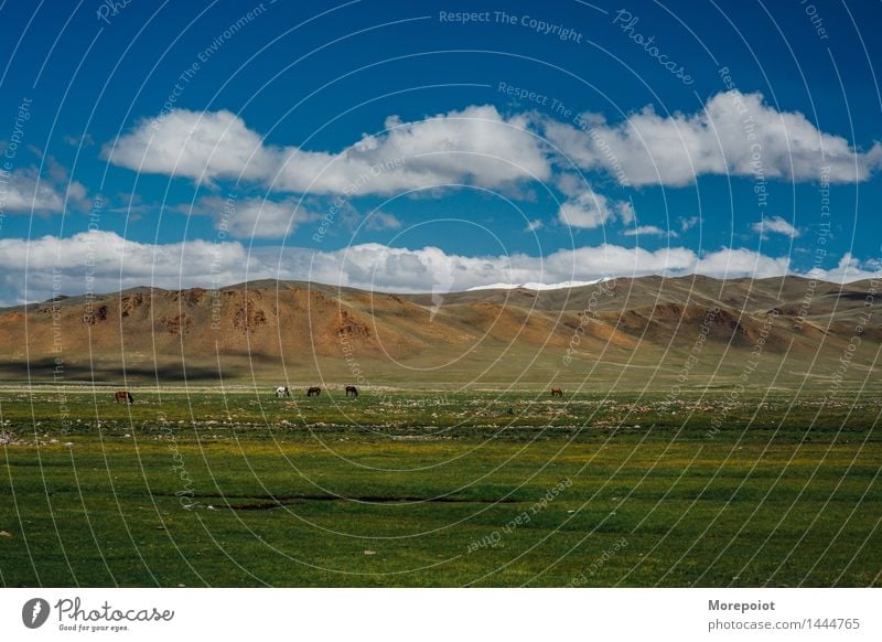 Horses graze in the field in front of the hills Field Hill hillside Hilly landscape Yurt nomad altay Landscape Nature Green Grass Summer countryside farm