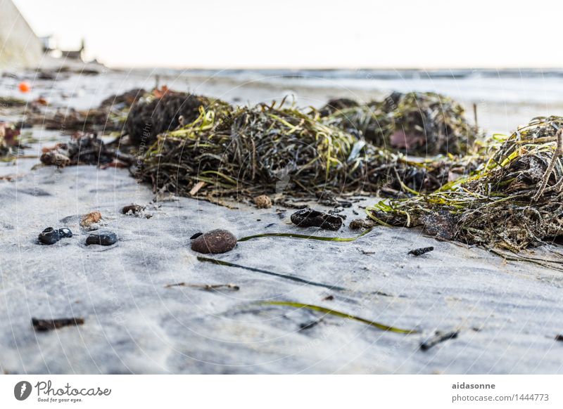 algae Nature Landscape Cloudless sky Autumn Plant Algae Baltic Sea Horizon Boredom Environment Wellness Mecklenburg-Western Pomerania Rostock Heiligendamm