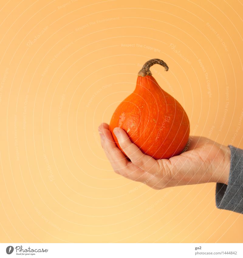 pumpkin Food Vegetable Pumpkin Pumpkin plants Pumpkin time Nutrition Eating Organic produce Vegetarian diet Human being Hand Fingers 1 Nature Autumn To hold on