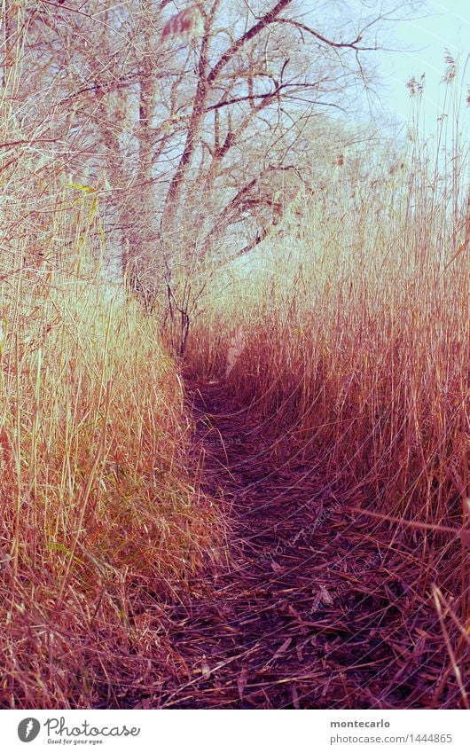 in the thick of it.... Environment Nature Plant Elements Earth Sky Cloudless sky Beautiful weather Tree Grass Bushes Leaf Foliage plant Wild plant Common Reed