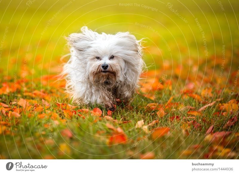 Autumn Meadow Nature Animal Grass Leaf Long-haired Pet Dog 1 Small Green White bichon Bichon Havanais Havanese Seasons Orange Mammal Copy Space flare Walking