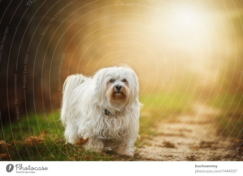 irresolute Nature Animal Autumn Grass Leaf Long-haired Pet Dog 1 Stand Small White bichon Bichon Havanais Havanese Seasons sunshine Mammal Copy Space flare