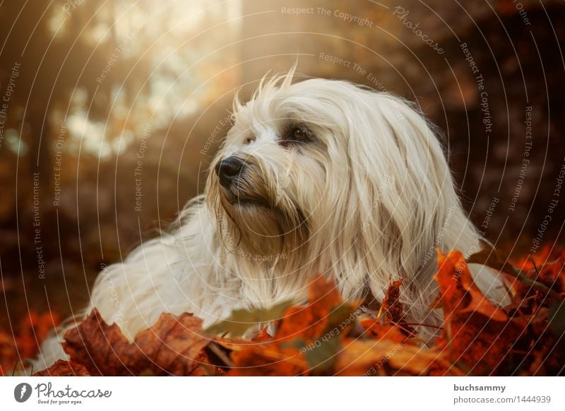 Havanese in autumn leaves Nature Animal Autumn Grass Leaf Long-haired Pet Dog 1 Lie Small Green Orange White bichon Bichon Havanais Seasons Mammal Copy Space