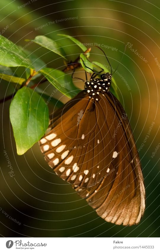 The Butterfly Nature Animal Wing 1 Environment Environmental protection macro Macro (Extreme close-up) Insect Colour photo Interior shot Close-up Detail