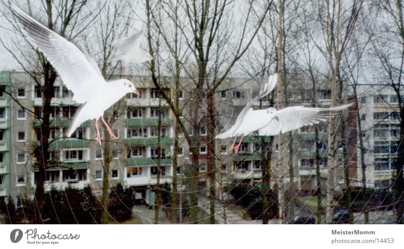 seagulls in flight Seagull White Window Aviation