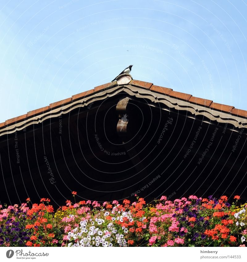 500 and break Allgäu Bavaria Germany Culture Flower Hut Roof Window box Black-billed magpie Bird Building Vantage point Looking Wooden house Balcony