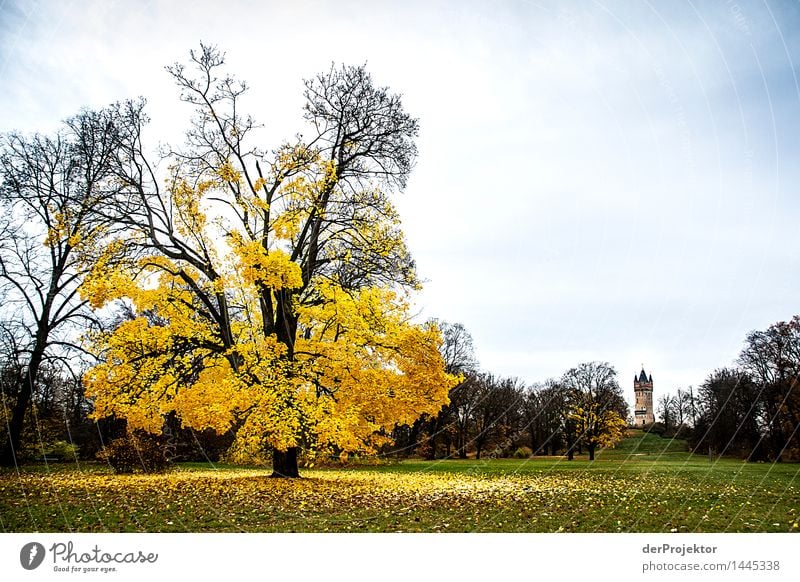 Autumn was here Vacation & Travel Tourism Trip Freedom Sightseeing City trip Hiking Environment Nature Landscape Plant Animal Beautiful weather Tree Garden Park