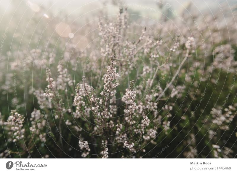 heathland Nature Landscape Plant Bushes Heathland Esthetic Warmth Green Pink Senior citizen Idyll Moody Transience Growth Colour photo Exterior shot Close-up