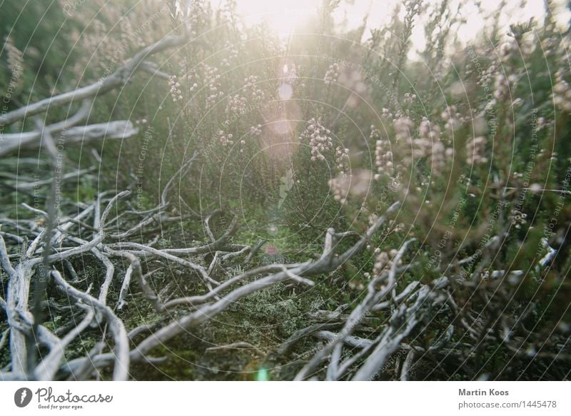 December Nature Landscape Plant Earth Sunlight Autumn Winter Bushes Branchage Meadow Field Forest Esthetic Gray Green Pink Colour photo Exterior shot Close-up