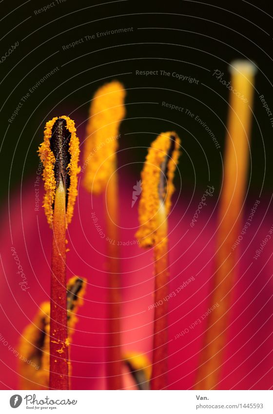 Black-Red-Gold Nature Plant Flower Blossom Pistil Yellow Pollen Colour photo Multicoloured Interior shot Detail Macro (Extreme close-up) Deserted Copy Space top