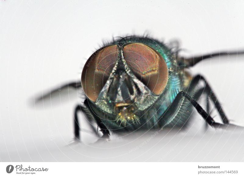 Puck Revisited Fly Insect Compound eye Frontal Animal face Blowfly Glittering Looking Macro (Extreme close-up) Close-up Eyes