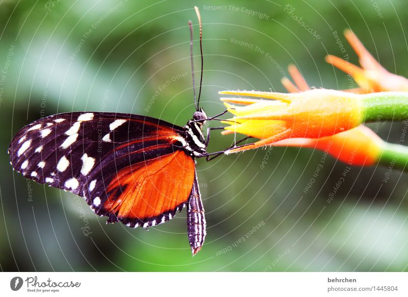 Meal! Nature Plant Animal Flower Blossom Stalk Garden Park Meadow Wild animal Butterfly Animal face Wing Feeler Trunk Compound eye 1 Observe Blossoming