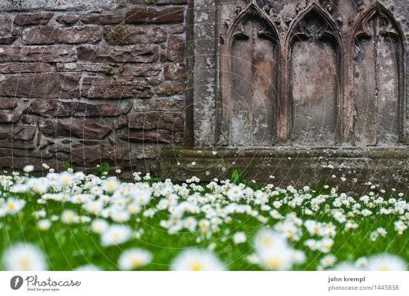 grassedral Plant Daisy Park Meadow Elgin Scotland Church Dome Ruin Facade Tourist Attraction Blossoming Historic Happy Joie de vivre (Vitality) Trust Protection