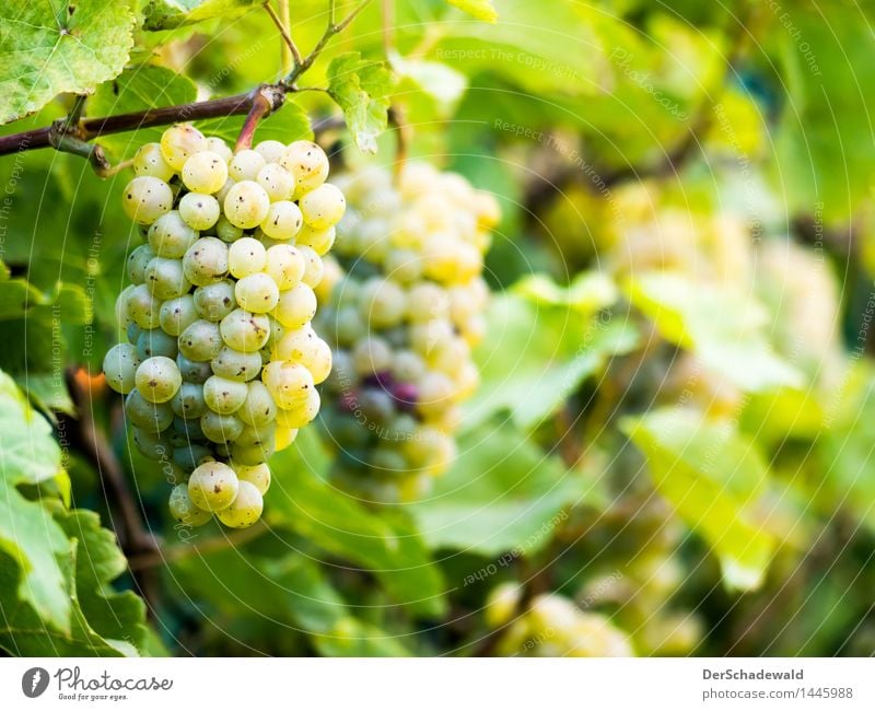 Grapes on the fence Food Fruit Nutrition Organic produce Vegetarian diet Slow food Finger food Wine Wellness Life Relaxation Fragrance Nature Plant Leaf