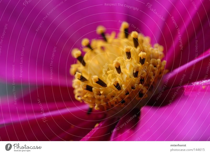 play of colours Darken Blur Yellow Bright Violet Macro (Extreme close-up) Close-up