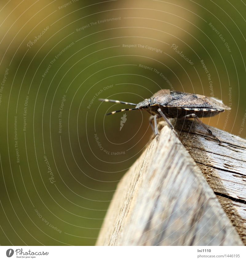 bug Environment Nature Animal Autumn Weather Garden Park Meadow Field Forest Wild animal Bug Insect 1 Sharp-edged naturally Brown Gray Green Black White