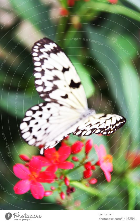 hearts:) Nature Plant Animal Flower Leaf Blossom Garden Park Meadow Wild animal Butterfly Wing White tree nymph 1 Observe Blossoming Fragrance Flying To feed