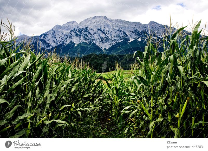 transparency Nature Landscape Clouds Summer Climate Climate change Bad weather Agricultural crop Corn cultivation Alps Mountain Peak Threat Dark Sustainability