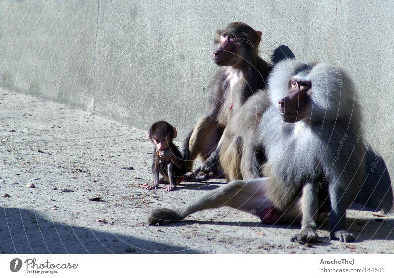 family portrait Harmonious Zoo Wild animal 3 Animal Group of animals Baby animal Animal family Trust Monkeys Young monkey Vertauen Africa Mammal pawian