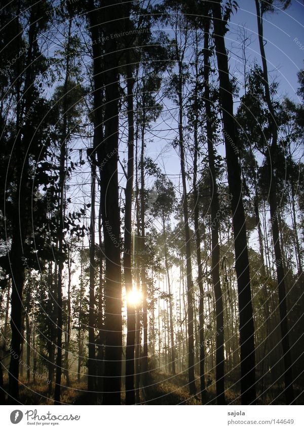 eucalyptus forest Harmonious Calm Sun Nature Landscape Sky Autumn Tree Forest Moody Power Peaceful Eucalyptus tree Tree trunk Galicia Spain Europe Force