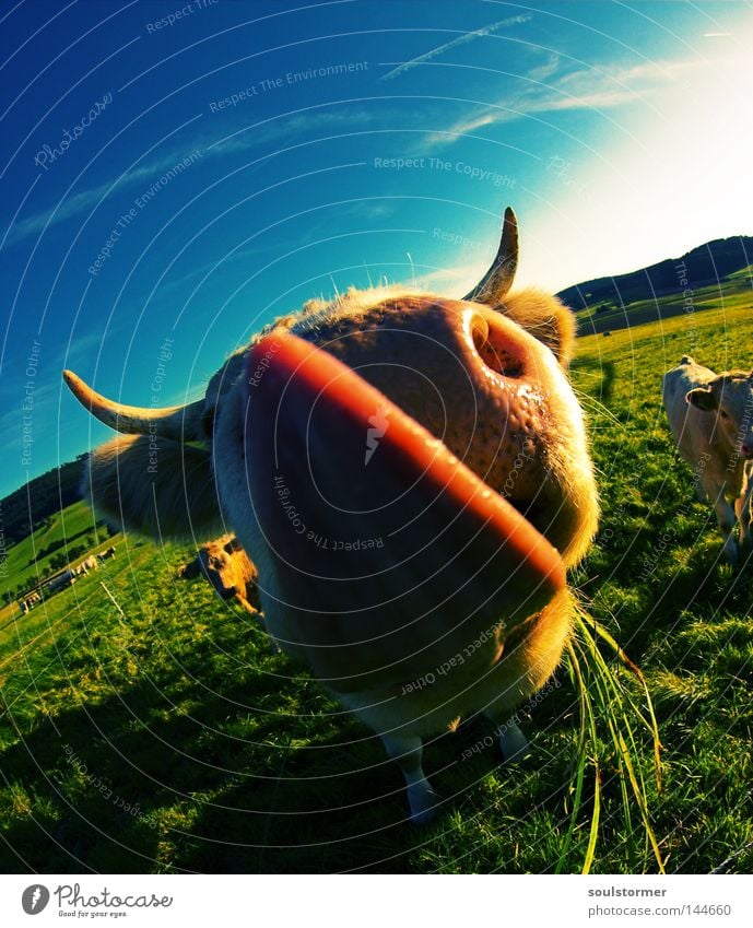 Delicious treats Cross processing Digital photography Green undertone Yellowness Cow Cattle Steak Tongue Antlers Ear Lick Nutrition Grass Lawn Sky Clouds Meadow