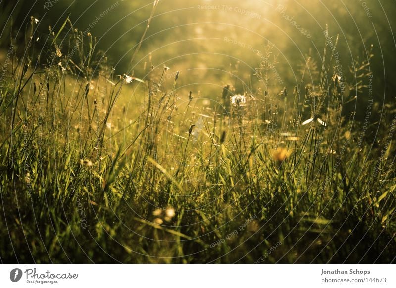 Meadow in Skassa Joy Beautiful Life Relaxation Calm Leisure and hobbies Nature Flower Grass Dream Esthetic Yellow Green Emotions Trust Peaceful Serene