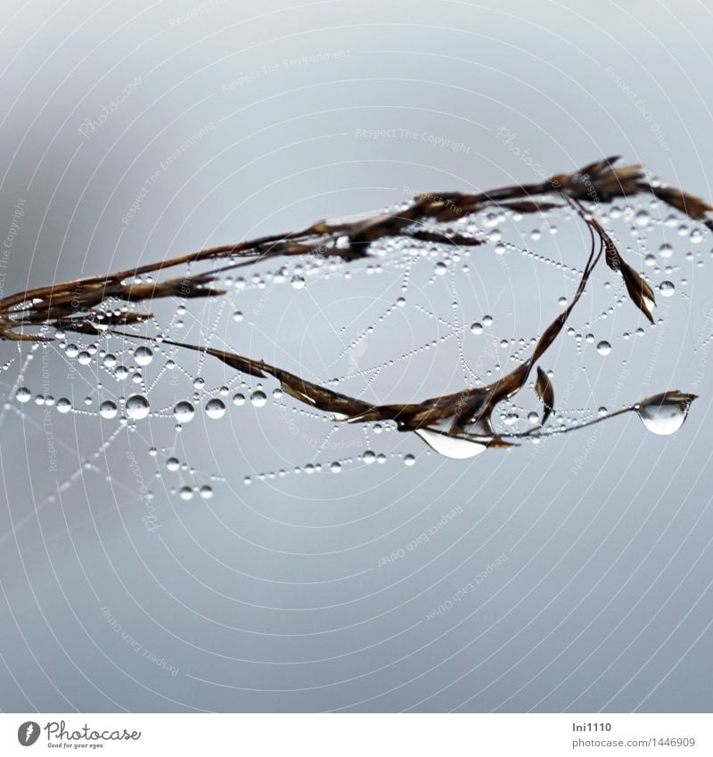 Blade of grass with spider threads and dewdrops Nature Plant Air Water Sky Autumn Bad weather Fog Grass Grasses with dew drops Garden Park Field Bog Marsh