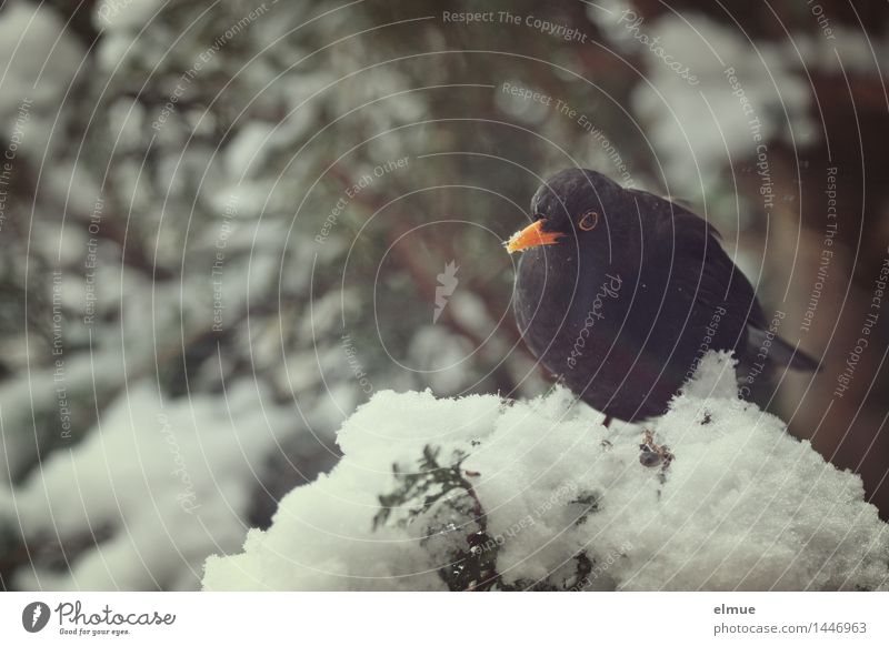 box seat Winter Snow Tree Bird Blackbird 1 Animal Observe Looking Sit Curiosity Love of animals Appetite Reluctance Loneliness Indifferent Timidity Hope Contact