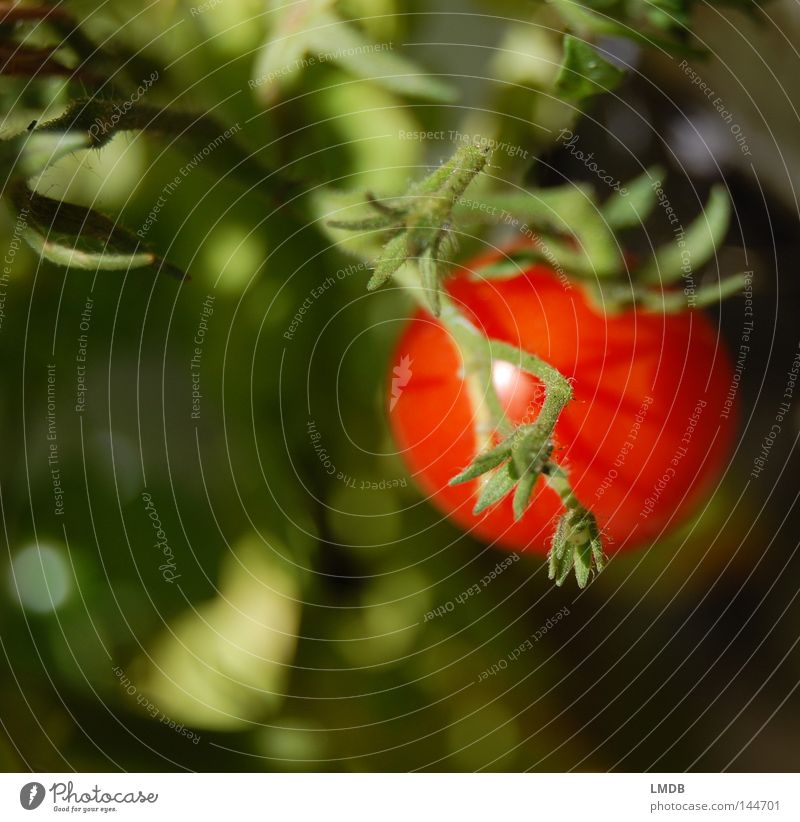 I say tomato... Red Green Plant Healthy Fresh Solanaceae Blur Delicious Vitamin Thanksgiving Italy Crunchy Vegetable Tomato Nutrition Cocktail tomato