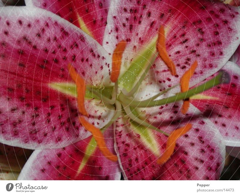 calyx Blossom Play of colours Detail