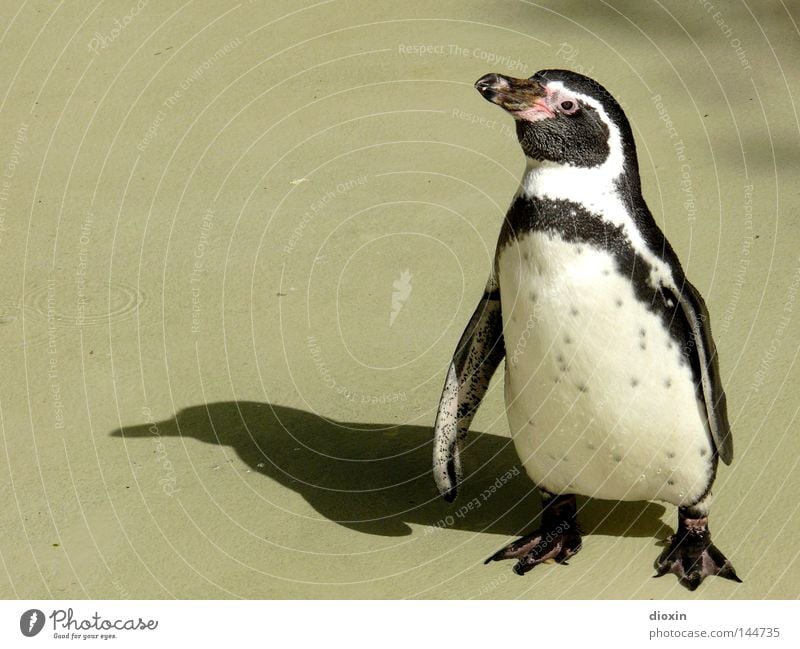 When will it finally be winter again? (Spheniscus humboldti) Penguin Bird Web-footed birds Unable to fly Antarctica Sunbathing Perspire Shadow seabird waterfowl