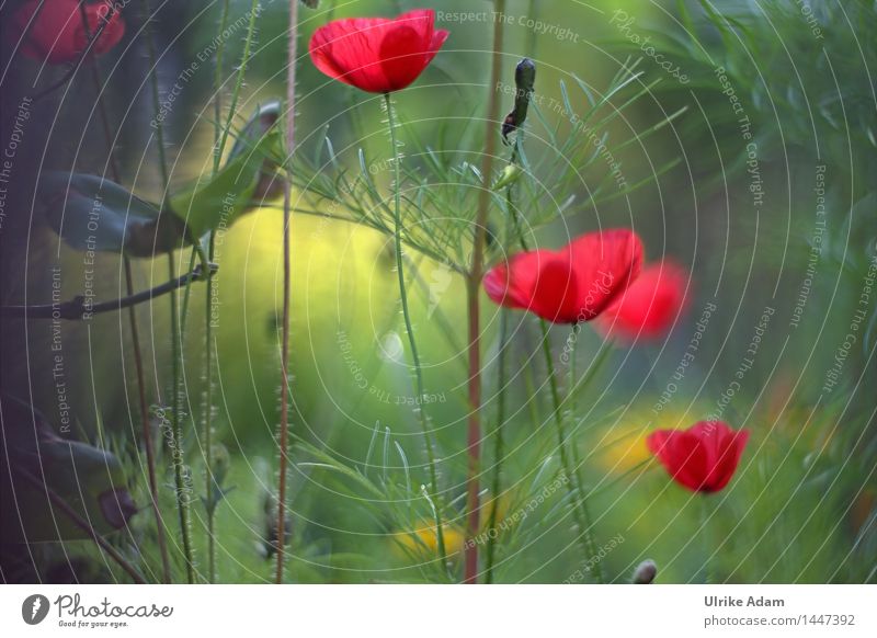 Light-flooded poppies in a meadow Nature Plant Summer Beautiful weather Flower Bushes Leaf Blossom Wild plant Poppy Poppy blossom poppy flower Meadow flower