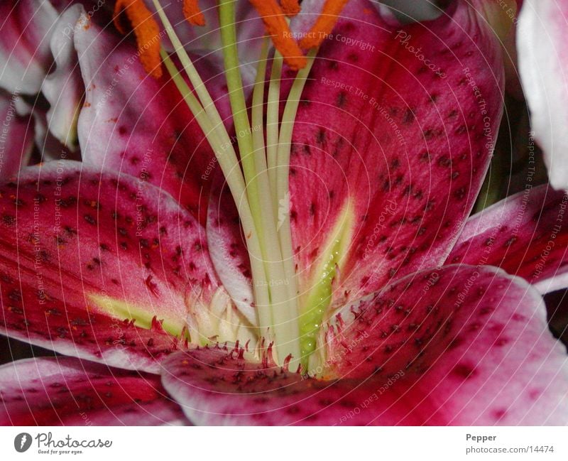 flower magic Blossom Flower Macro (Extreme close-up) Multicoloured