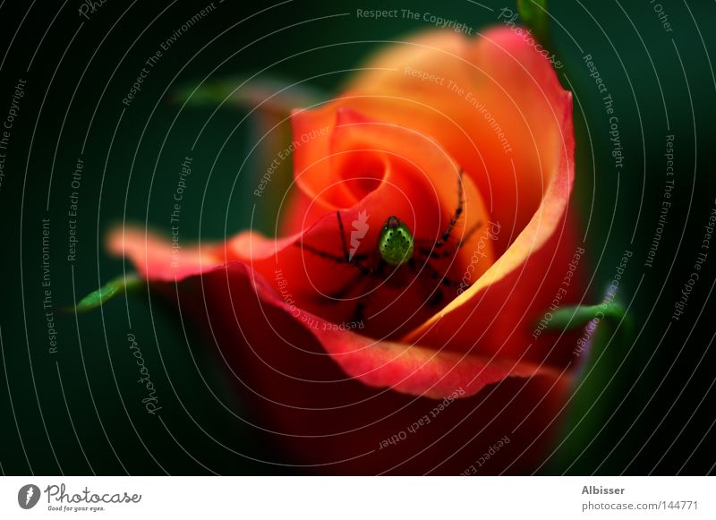 Beauty and the Beast Spider Rose Flower Red Orange Black Green Beautiful Hideous Romance Plant Colour Macro (Extreme close-up) Close-up