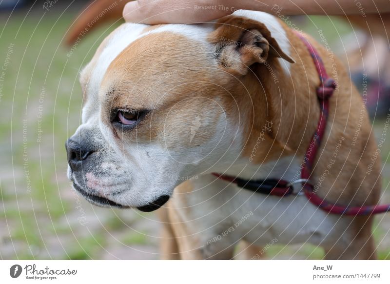 dog days Park Dog 1 Animal Dog lead Touch Stand Nerdy Cute Emotions Love of animals Self Control Reluctance Serene Near Friendship Relationship Expectation