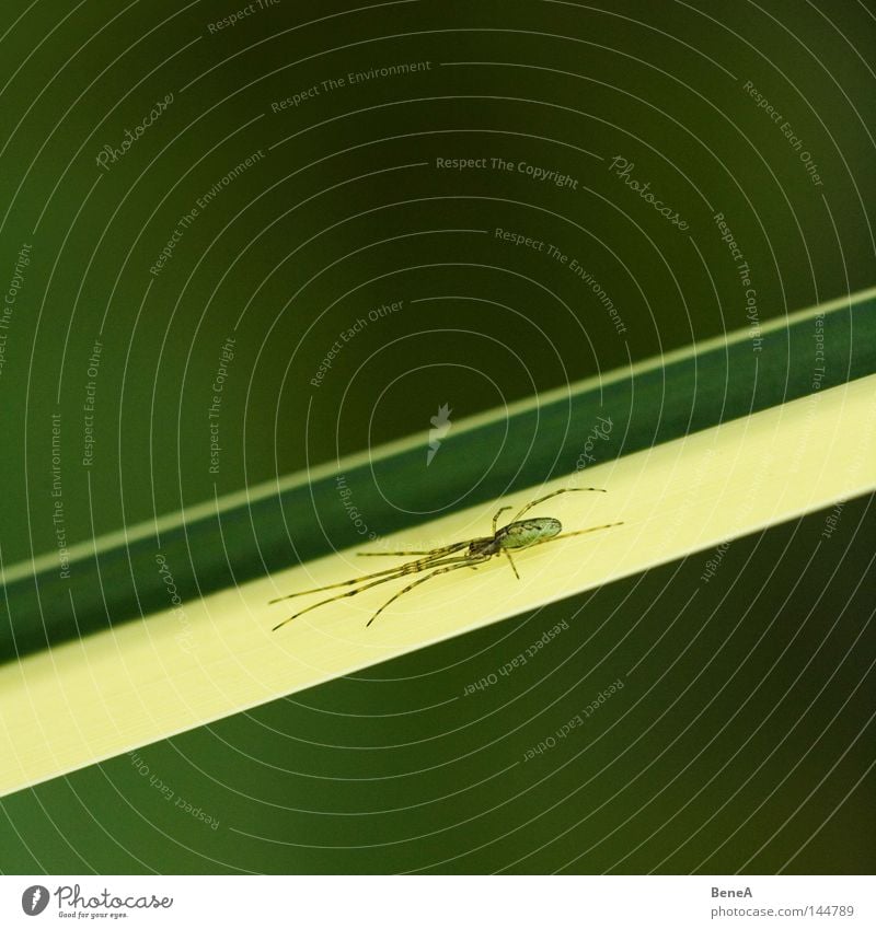 spider Calm Plant Grass Spider Observe Sit Wait Yellow Green Fear Diagonal Downward Flat Level flask lurking Colour photo Exterior shot Detail