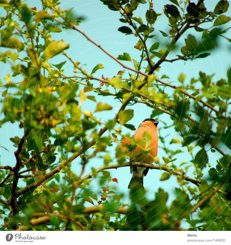 Spring of the Black & White Monkeys Environment Nature Plant Animal Tree Leaf Bird Bullfinch 1 Crouch Sit Small Natural Green Songbirds Twigs and branches