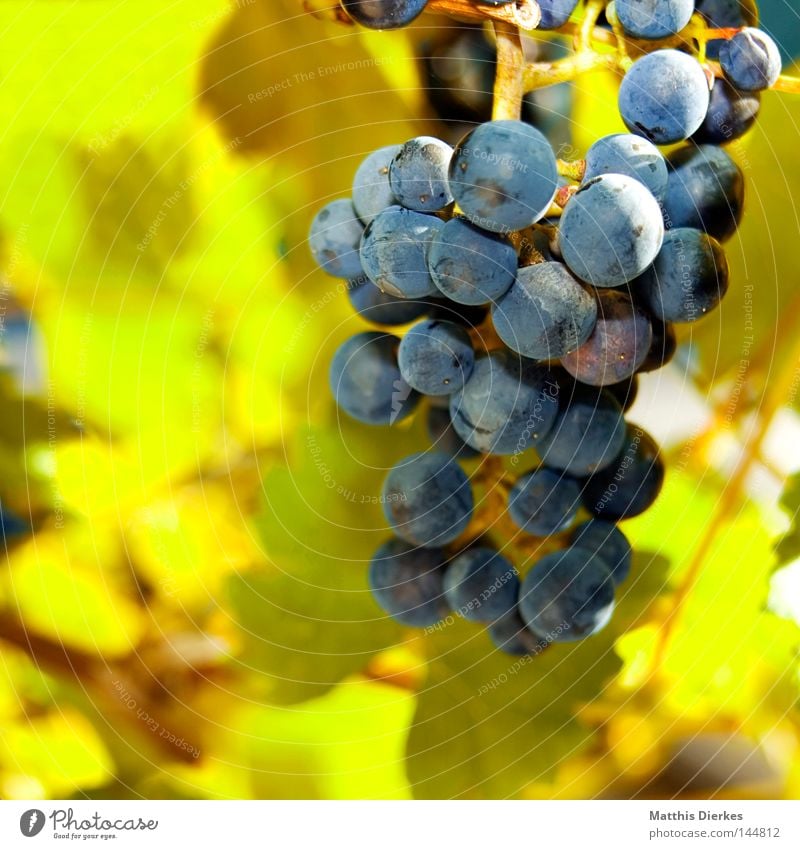 grapes Vine leaf Leaf Summer Grape harvest Stalk Bushes Tendril Back-light Green Wine growing Vineyard Bunch of grapes Alcoholic drinks Harvest greenish Lamp